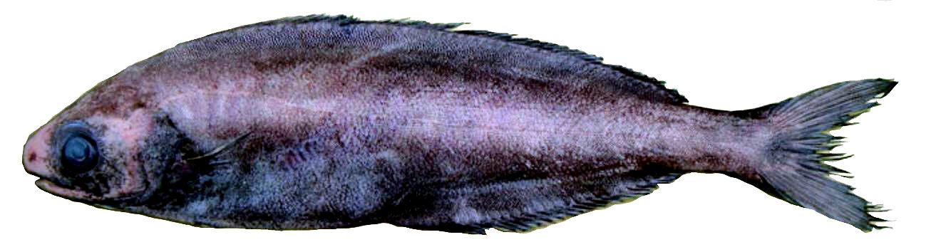 Centrolophus niger_05.jpg